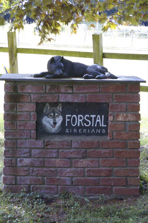 Siberian Husky Siberian Husky